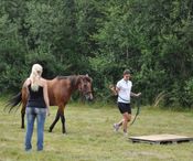 Natural horsemanship